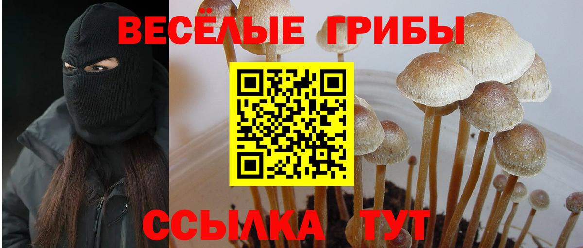 Зерноград  Галлюциногенные грибы прущие грибы  Вход с VPN  Галлюциногенные грибы Psilocybe 